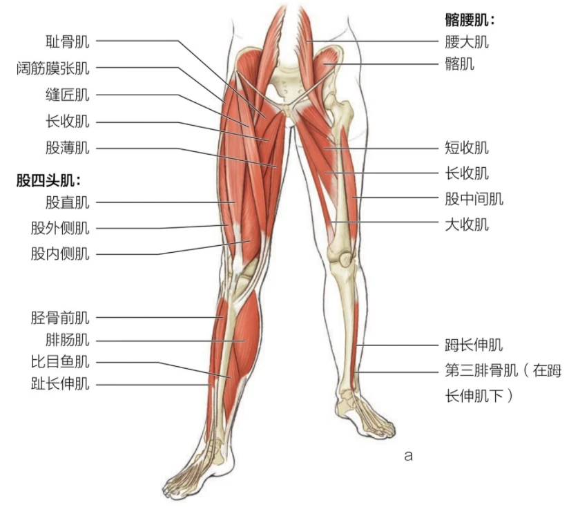 篮球周期训练计划怎么写的_2